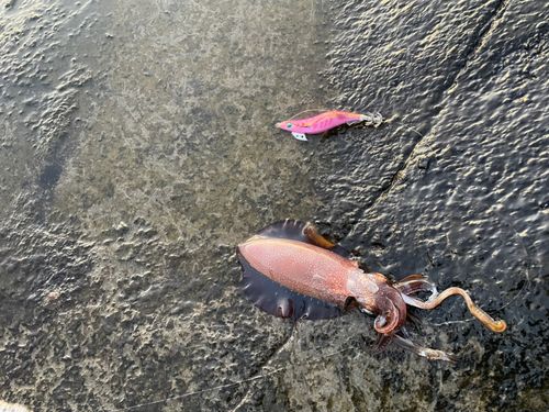 アオリイカの釣果