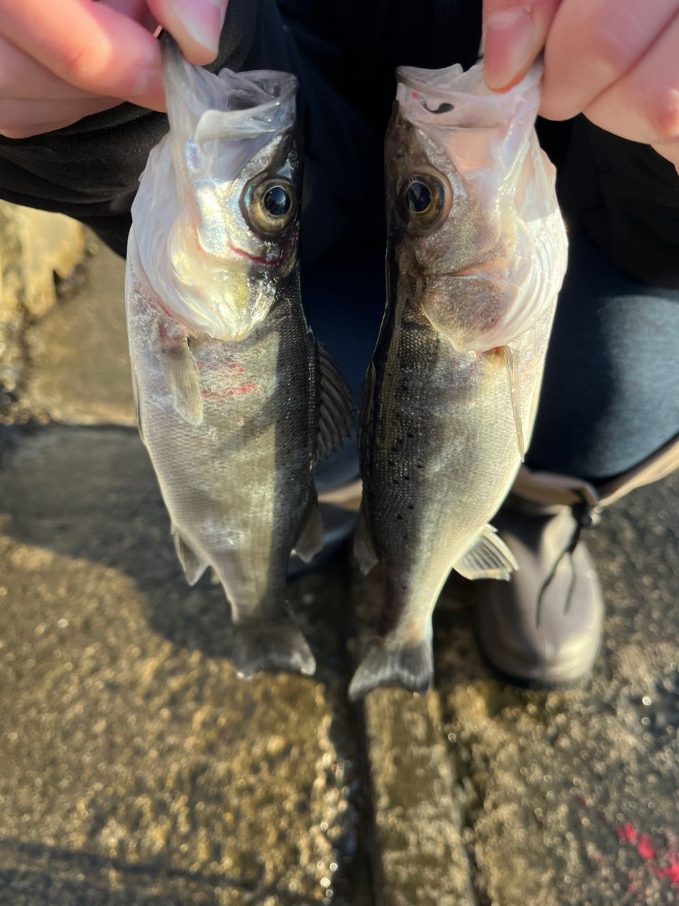 セイゴ（タイリクスズキ）