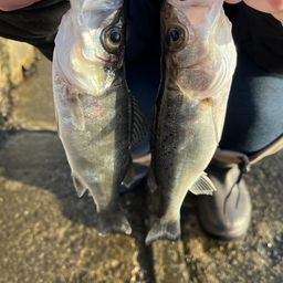 セイゴ（タイリクスズキ）