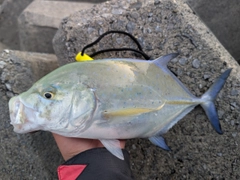 カスミアジの釣果