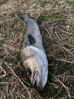 セイゴ（マルスズキ）の釣果