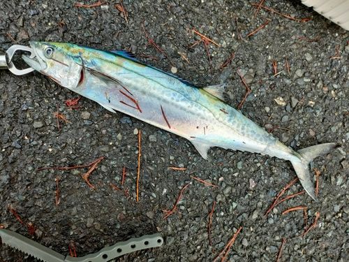 サゴシの釣果