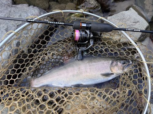 サクラマスの釣果