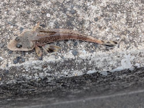 イネゴチの釣果