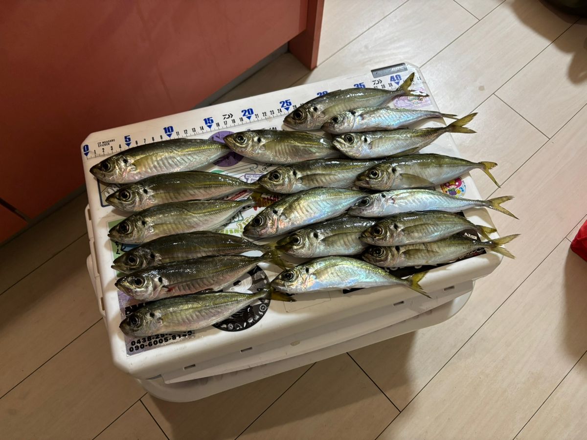 まなひなさんの釣果 1枚目の画像