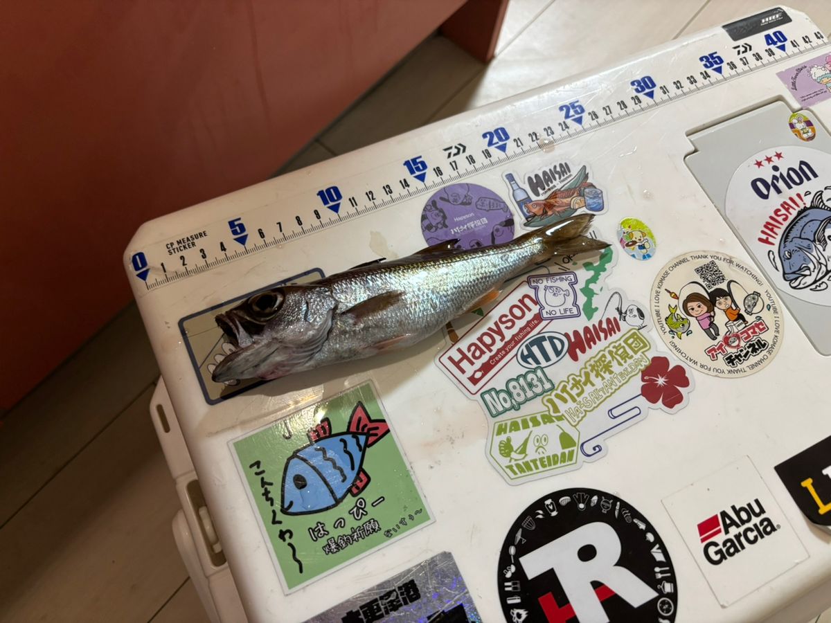 まなひなさんの釣果 1枚目の画像