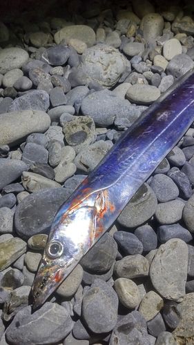 タチウオの釣果