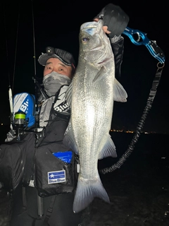 ヒラスズキの釣果