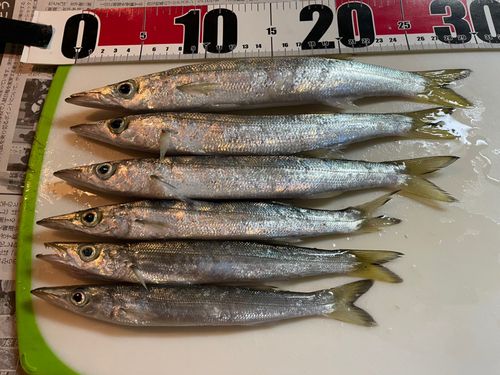 カマスの釣果