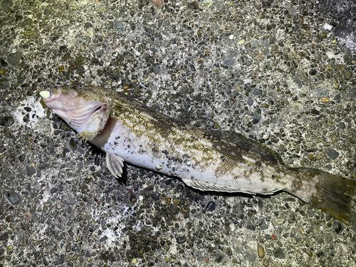 アイナメの釣果