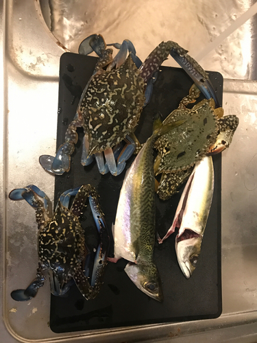 サバの釣果