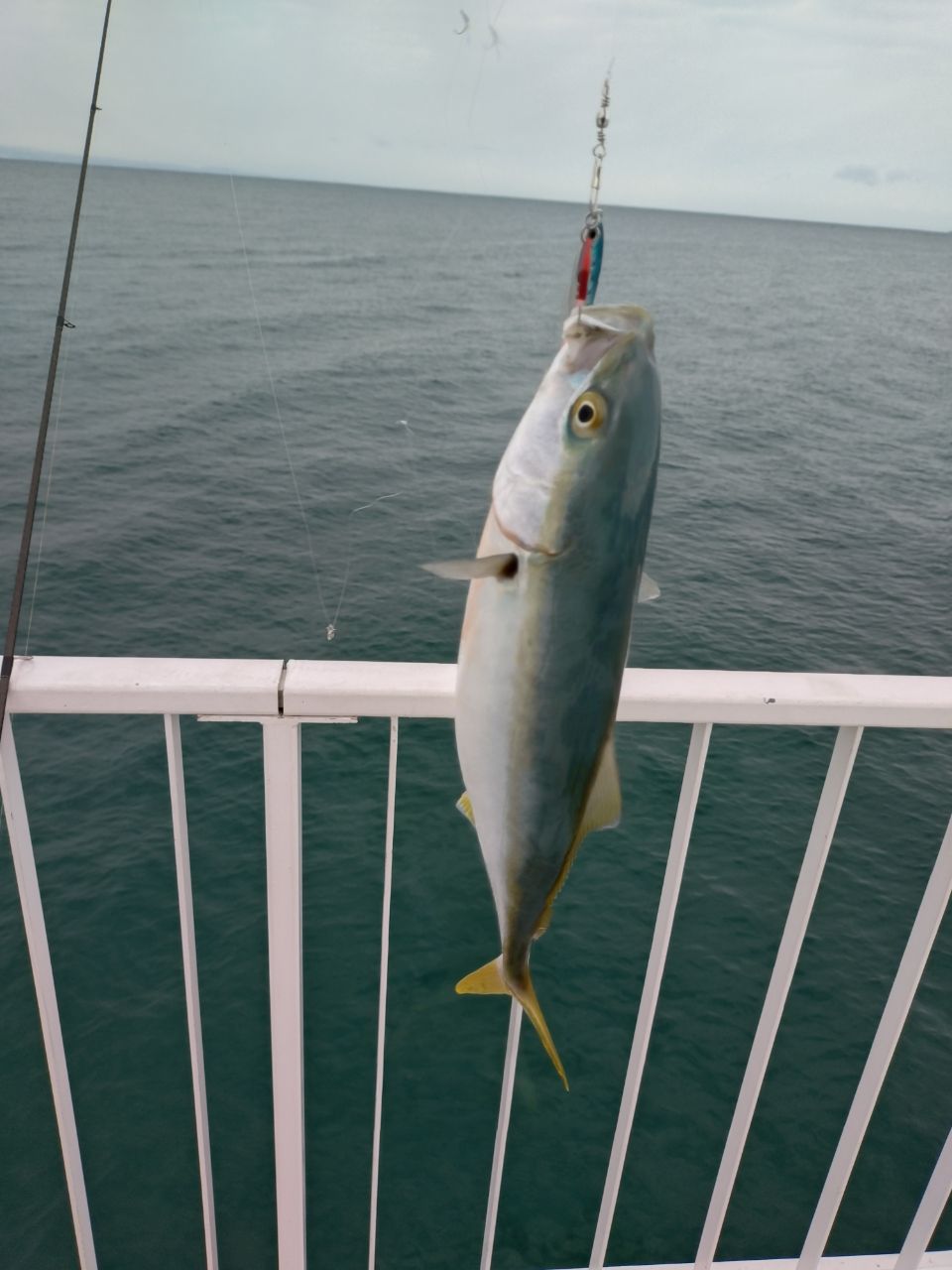 シマノ 18ディアルーナ S90L シマノ 18ディアルーナ S90L シマノ 18 ディアルーナ S90Lシーバス