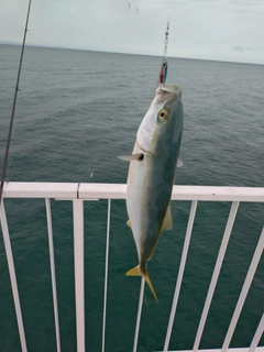 ツバイソの釣果