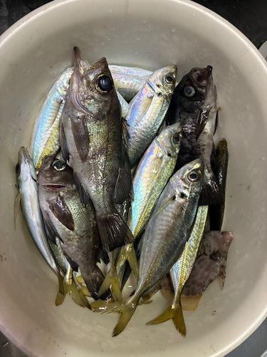 アジの釣果