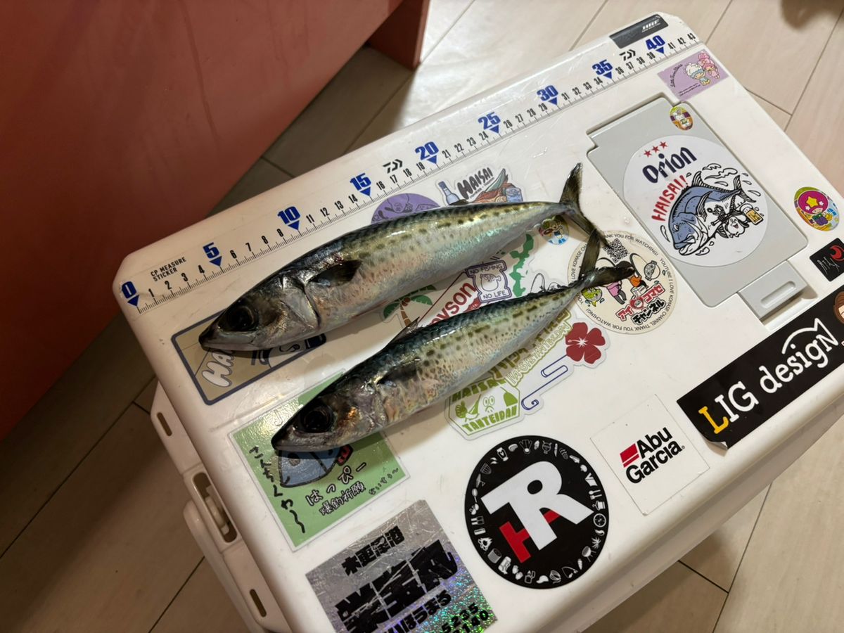 まなひなさんの釣果 2枚目の画像