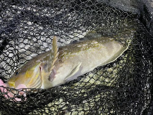 アイナメの釣果