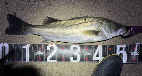 シーバスの釣果