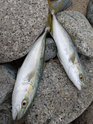 ツバイソの釣果