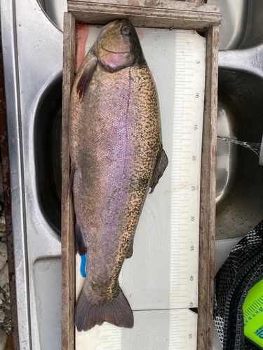 ロックトラウトの釣果