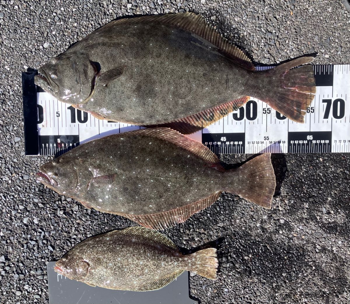 アングラーナーヒャンさんの釣果 2枚目の画像