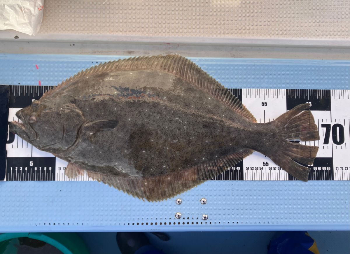 アングラーナーヒャンさんの釣果 3枚目の画像