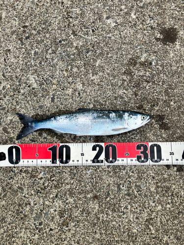 サクラマスの釣果