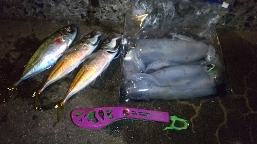 マアジの釣果