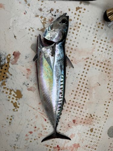 ソウダガツオの釣果