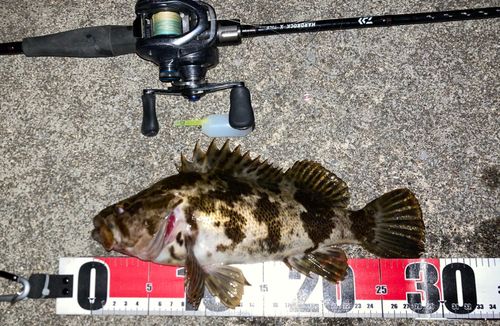 ベッコウゾイの釣果