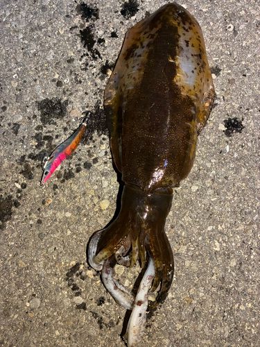 アオリイカの釣果