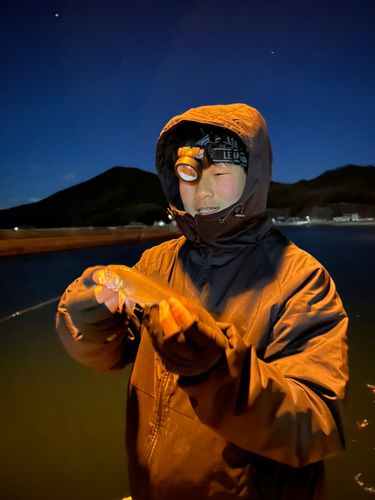 イシモチの釣果