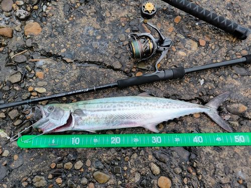 サゴシの釣果
