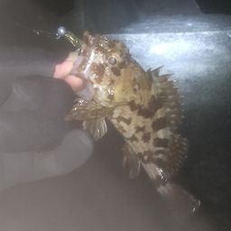 タケノコメバル