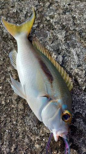 ジューマー(ヒトスジタマガシラ)の釣果