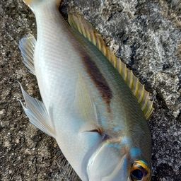 ジューマー(ヒトスジタマガシラ)