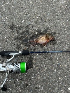 アラカブの釣果