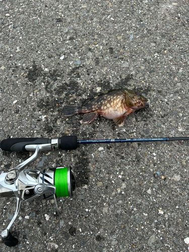 アラカブの釣果