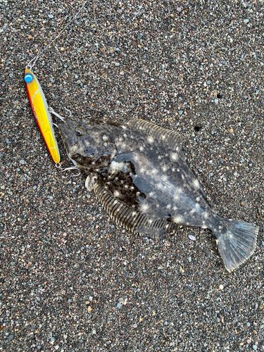 ヒラメの釣果