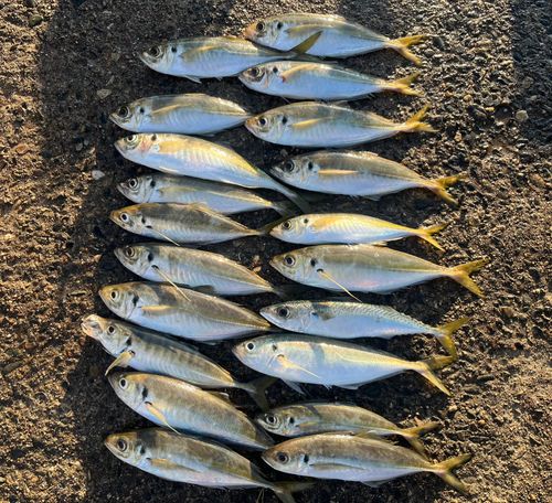 アジの釣果