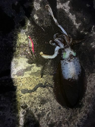 アオリイカの釣果