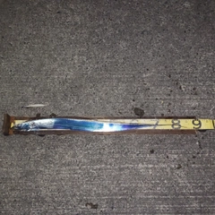 タチウオの釣果