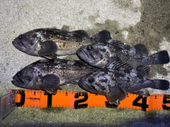 クロソイの釣果