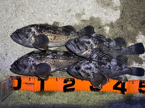 クロソイの釣果