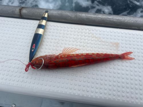 ミナミアカエソの釣果