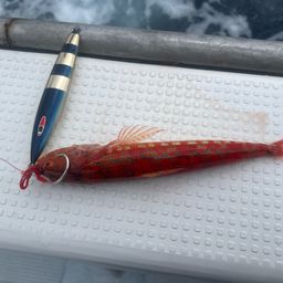 ミナミアカエソ