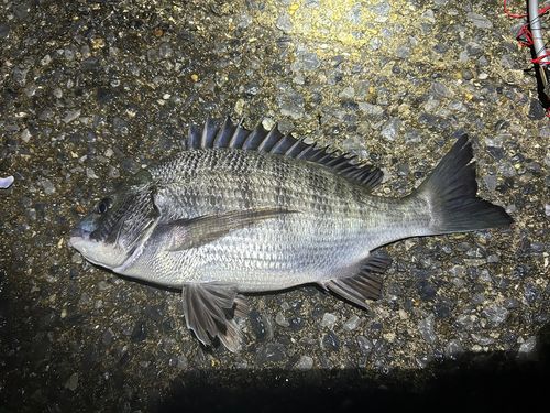 チヌの釣果