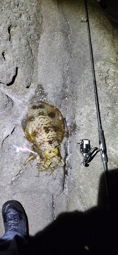 三ツ石（真鶴）