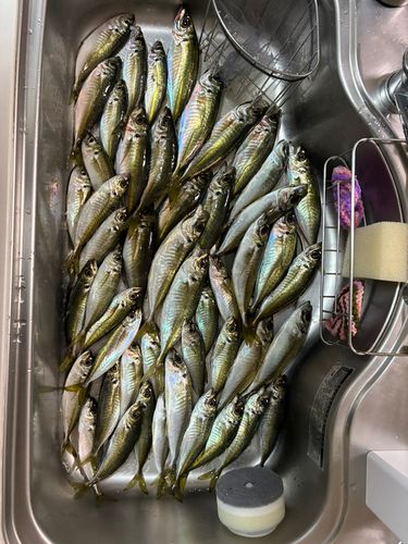 アジの釣果