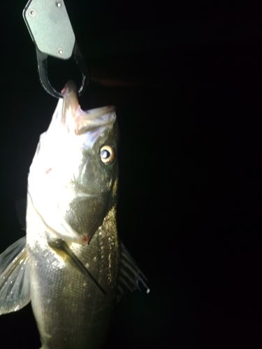 セイゴ（マルスズキ）の釣果