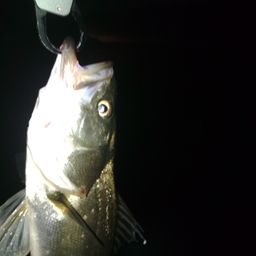 セイゴ（マルスズキ）